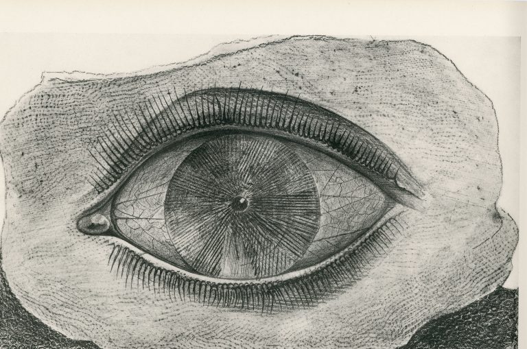 Max Ernst, Histoire Naturelle - La roue de la lumière, 1926 © Jeanne Bucher Jaeger